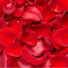Red rose petals Xl bag